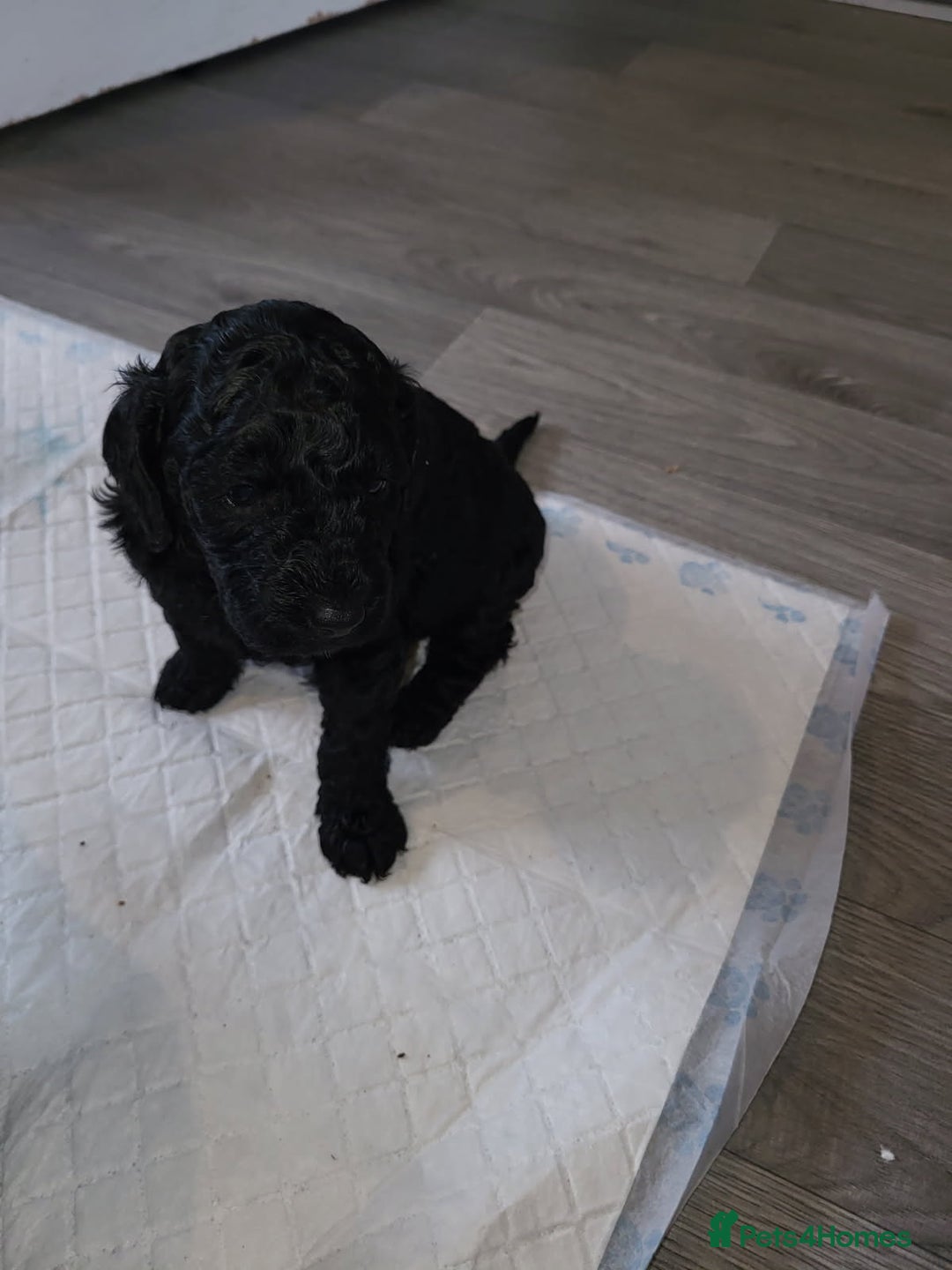 Cockapoo dogs for sale: 1 LEFT Toy f1b cokapoos🐶🐶 - Advert 28