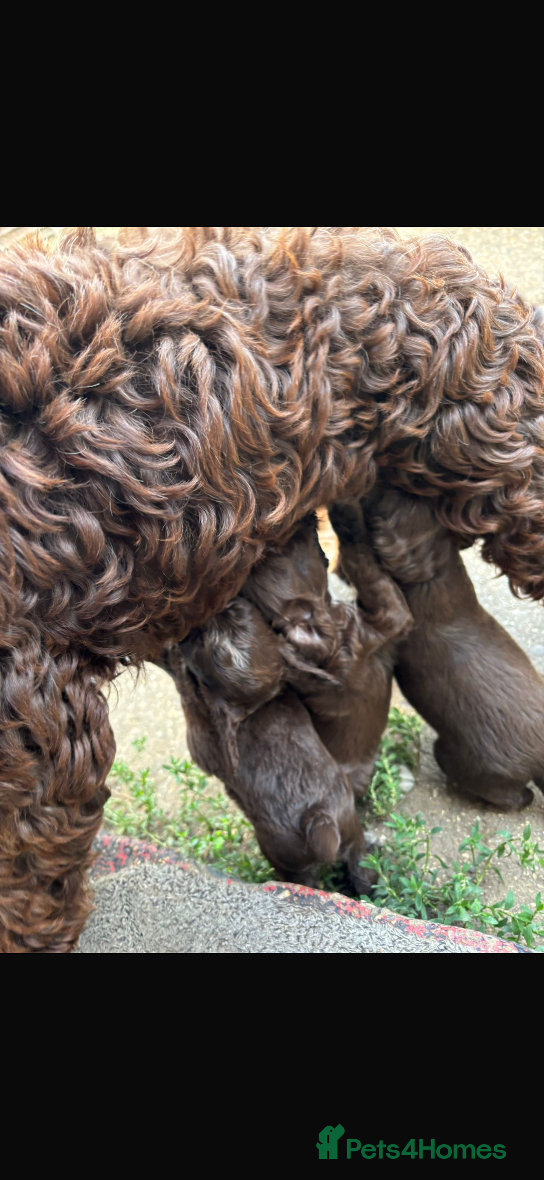 Cockapoo dogs for sale: Cockerpoo pups for sale - Image 15
