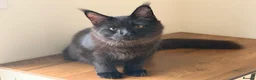 Maine Coon cats for sale: Spencer Maine coon - Advert 4