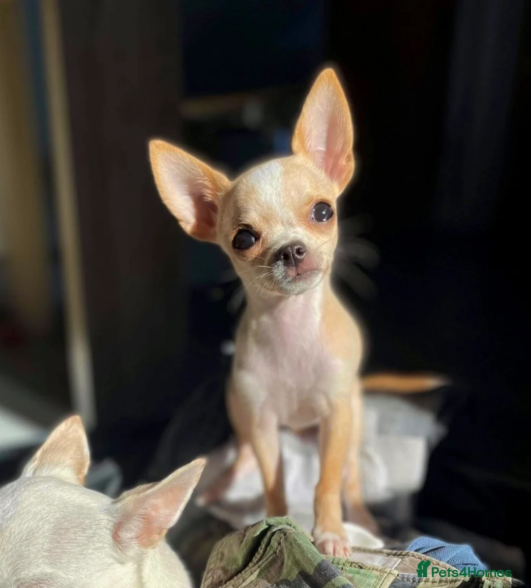 Chihuahua dogs for stud: **PROVEN STUD** ** Chihuahua in Pudsey - Advert 1