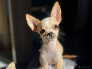Chihuahua dogs **PROVEN STUD** ** Chihuahua in Pudsey - Advert 1