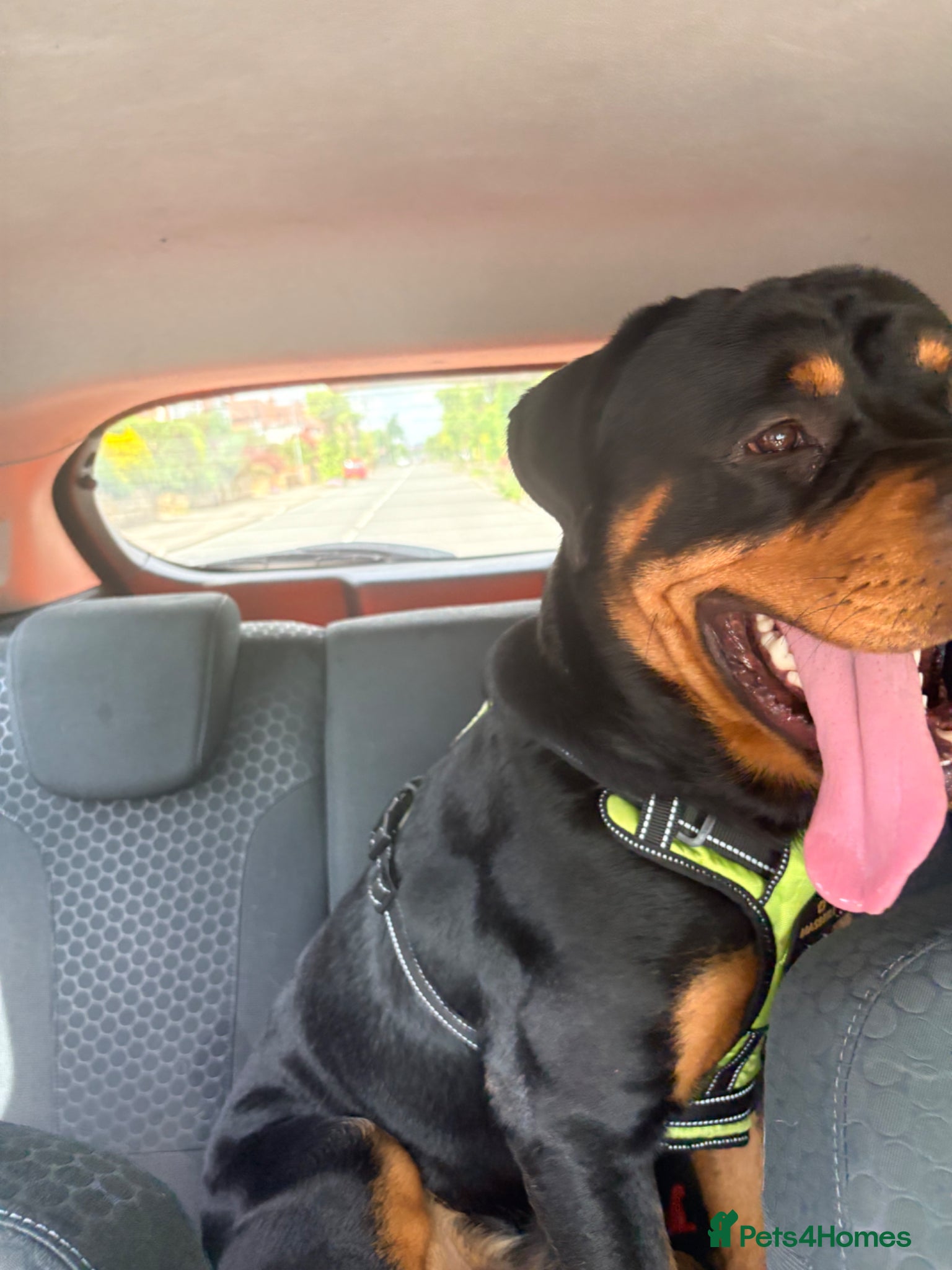 Rottweiler dogs for sale: Male Rottweiler 1.5 year old in Barnsley - Advert 3