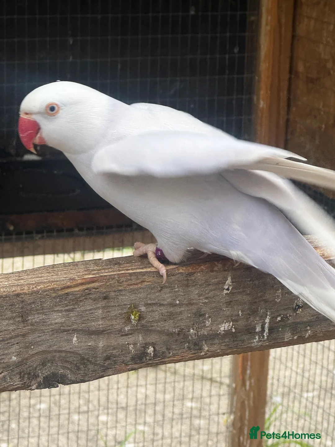 Parrots birds for sale: Indian ring neck  - Advert 2