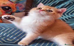 British Shorthair cats for sale: NY12 GOLDEN BRITISH SHORTHAIR BOY READY TO GO!  - Image 3