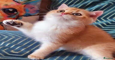 British Shorthair cats - Advert 13