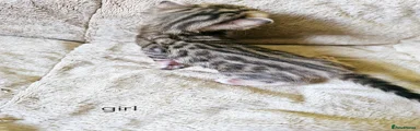 Solid mink smoke