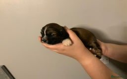 Cava Tzu dogs for sale: Gorgeous F1 Cava Ztu puppies - Image 12