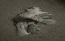 Mixed Breed cats for sale: Scottish fold kittens - Image 12