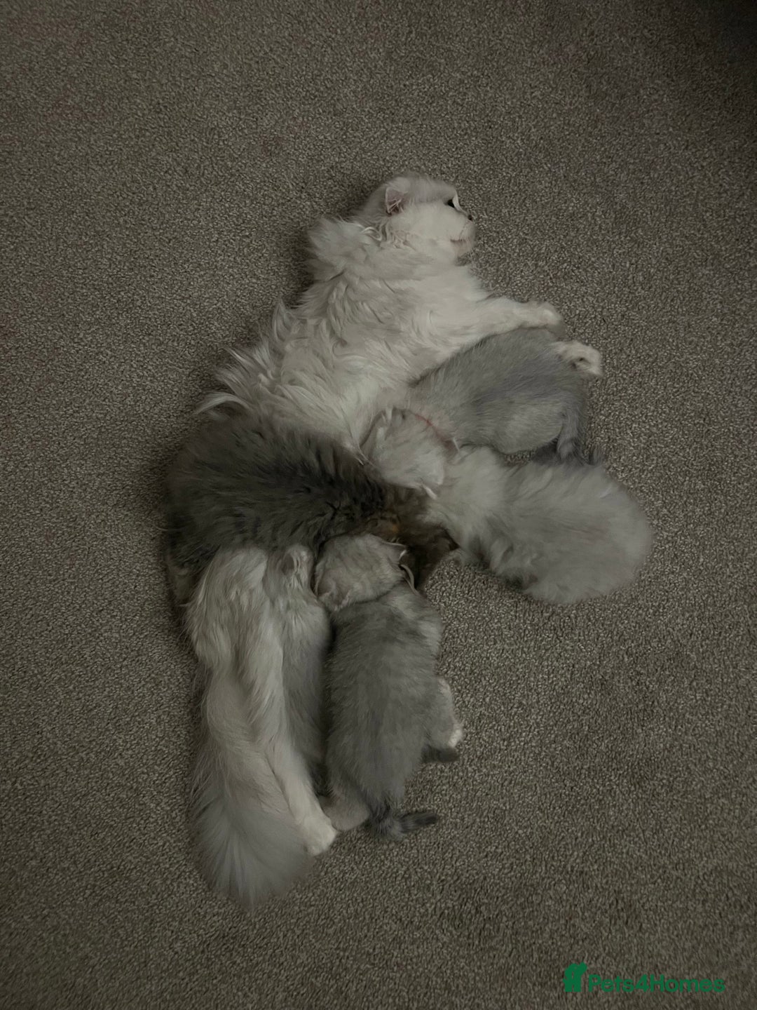 Mixed Breed cats for sale: Scottish fold kittens - Image 12