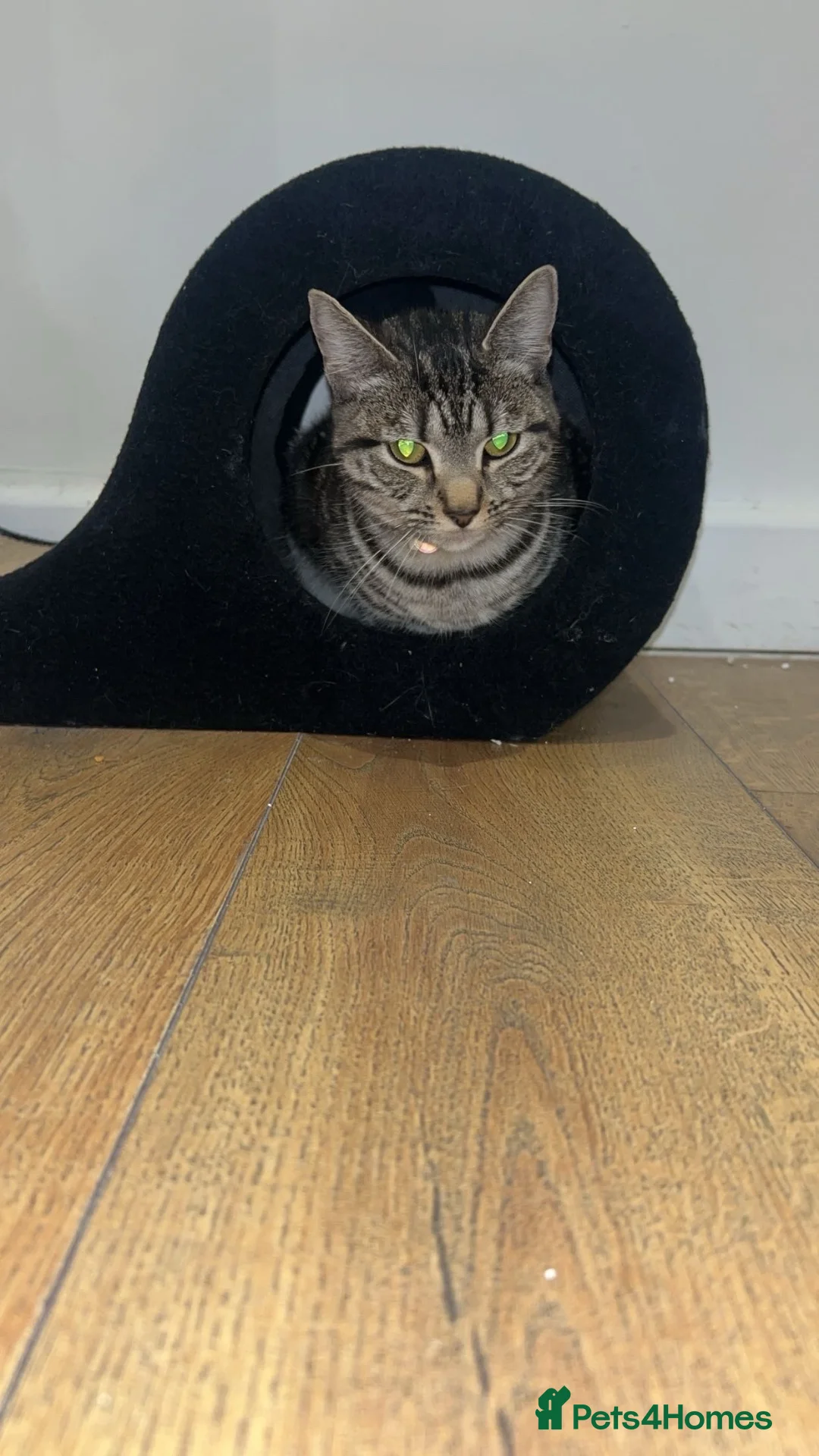 Mixed Breed cats for sale: Loving Female Cat Looking for a New Home in London - Advert 2