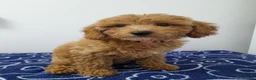 Miniature Poodle dogs for sale: Beautiful miniature poodle puppies ready now - Advert 35