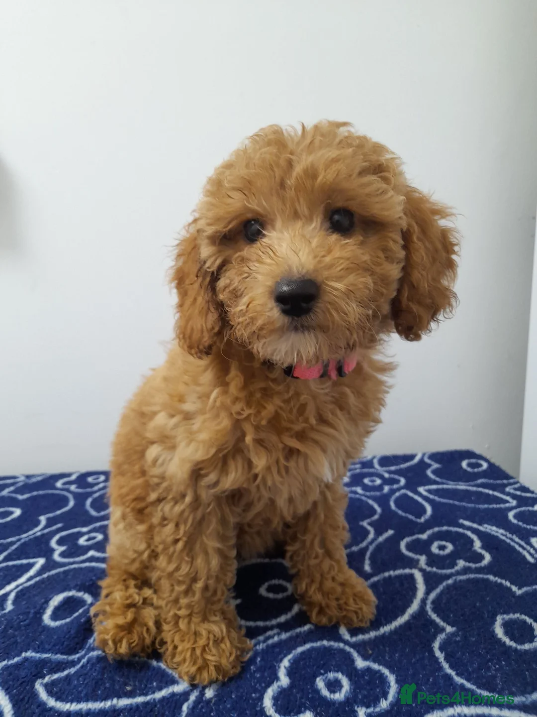 Miniature Poodle dogs for sale: Beautiful miniature poodle puppies ready now - Advert 35