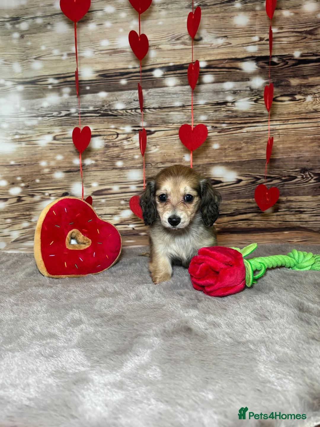 Miniature Dachshund dogs for sale: Beautiful miniature long haired dachshunds - Advert 9