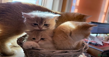 British Shorthair cats READY Champion lines Blue Golden BSH - Advert 1