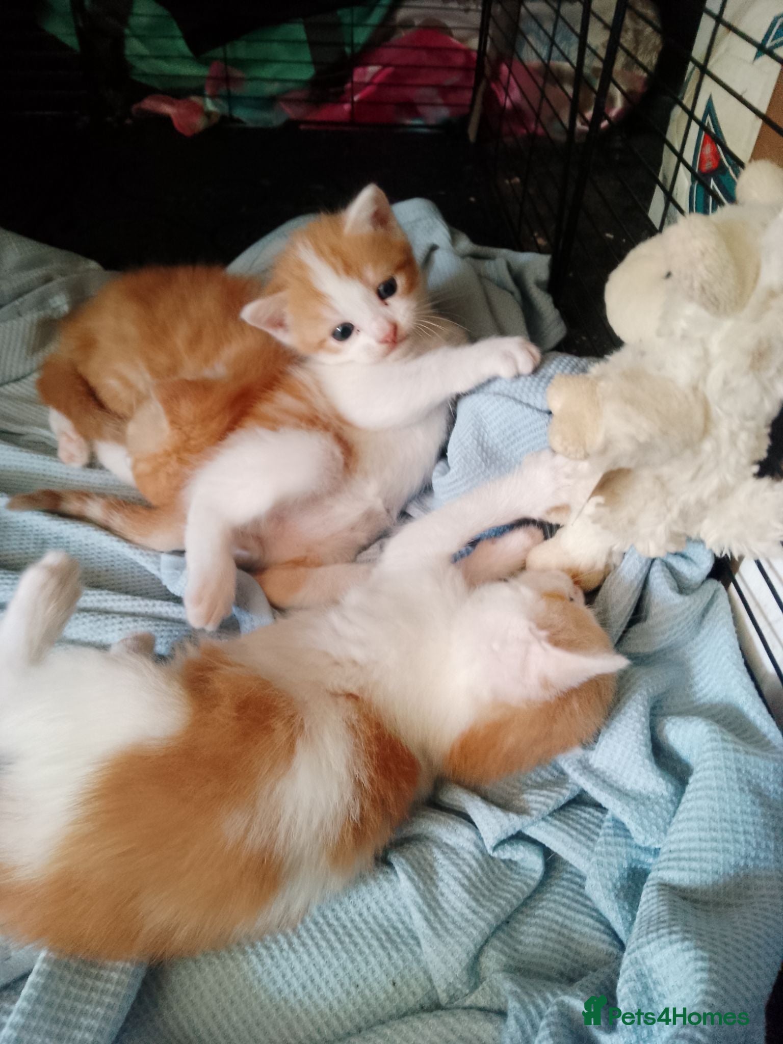 Mixed Breed cats Ginger kittens - Advert 14