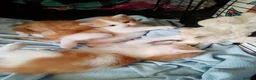 Mixed Breed cats for sale: Ginger kittens - Advert 11