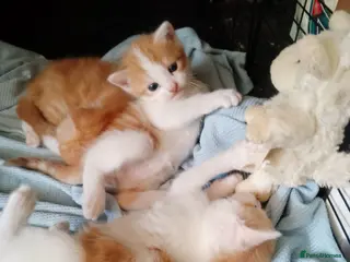 Mixed Breed cats Ginger kittens - Advert 14