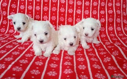 Maltese dogs for sale: Maltese puppies - Image 2