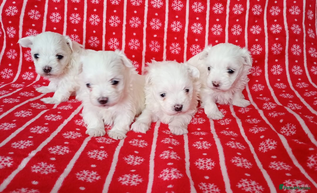 Maltese dogs for sale: Maltese puppies - Image 2