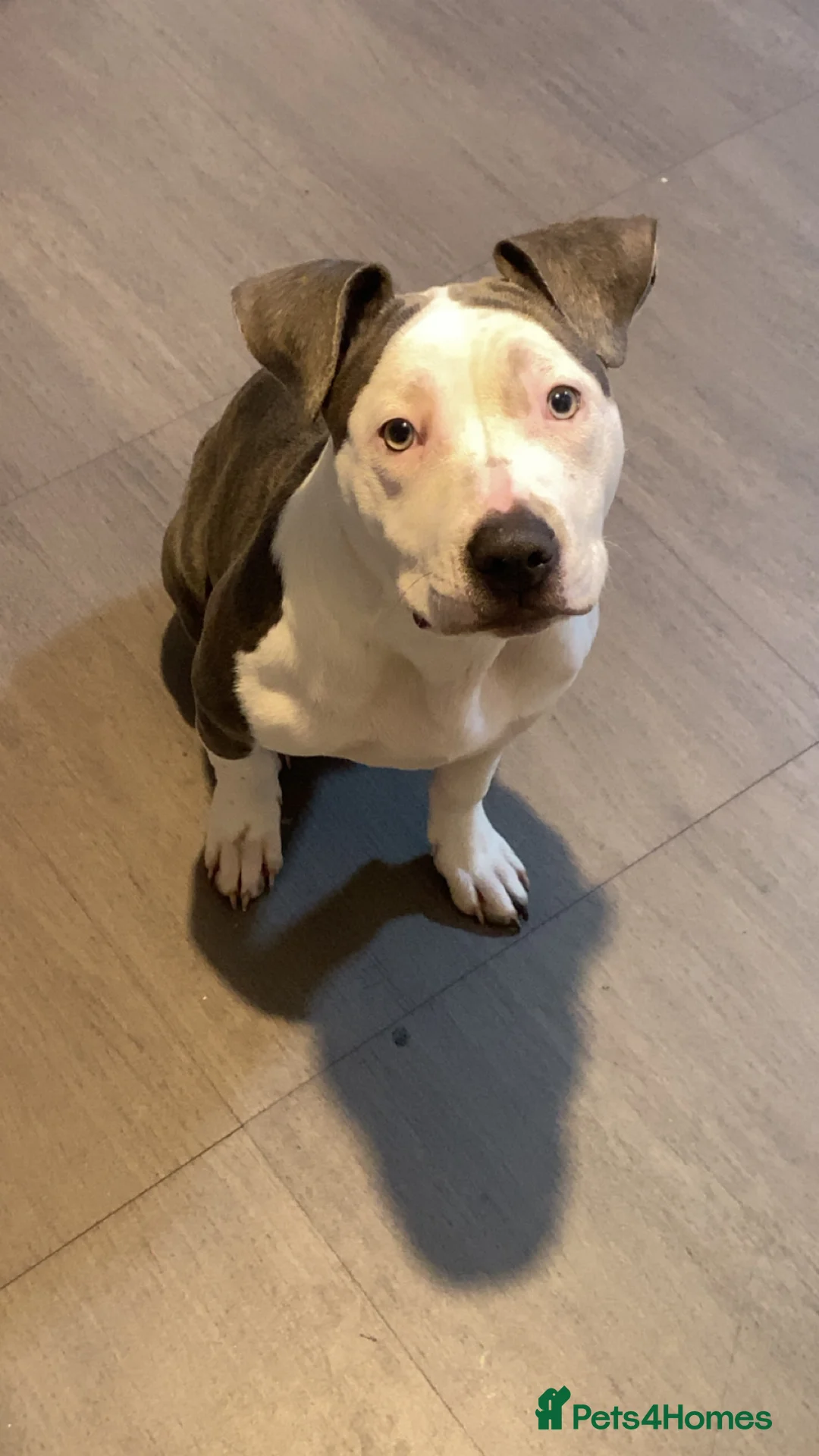 Mixed Breed dogs for sale: 6 month old - Advert 2