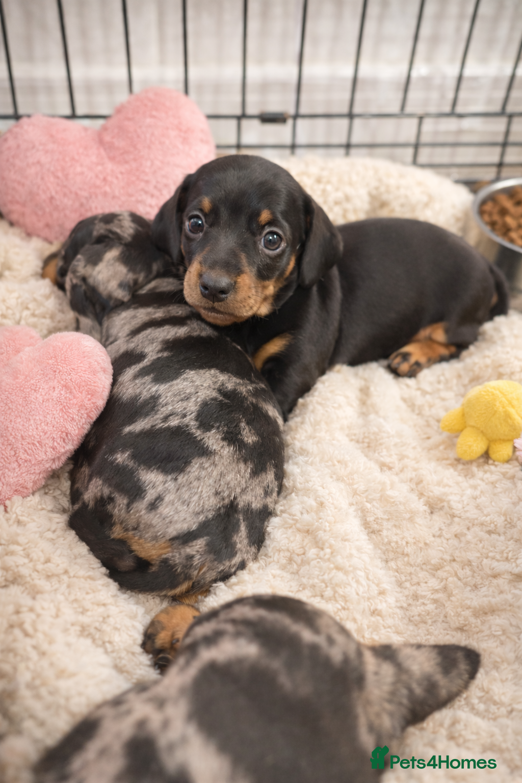 Miniature Dachshund dogs KC BLACK & TAN GIRL LEFT  FOR SALE !!  - Advert 6