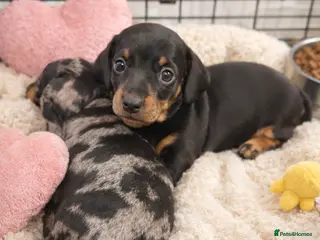 Miniature Dachshund dogs KC BLACK & TAN GIRL LEFT FOR SALE !! - Advert 2