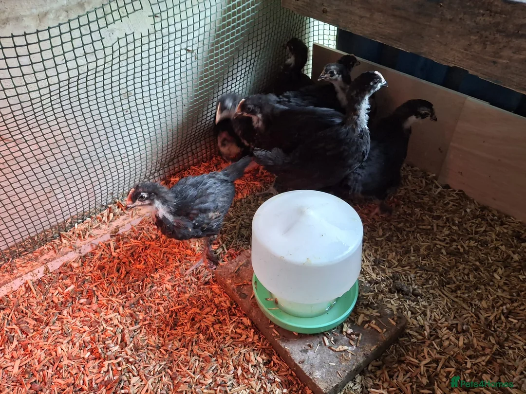 Chickens poultry for sale: Mixed Copper Black Marans Poulets For Sale in Cardiff - Advert 2