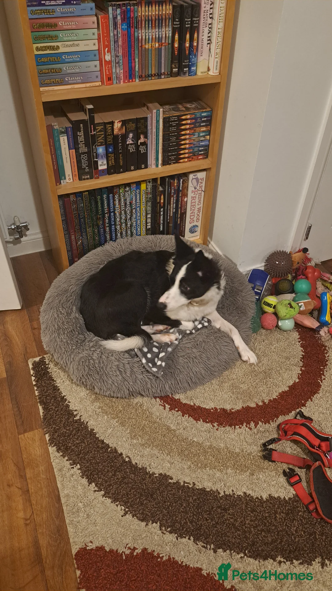 Border Collie dogs for sale: Jasmine needs a good trainer or farm - Advert 4