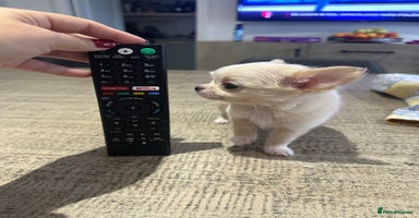 Chihuahua dogs - Advert 6