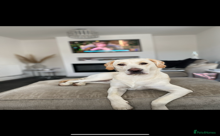 Goldador dogs - Advert 16