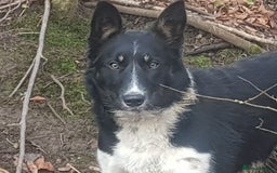Border Collie dogs for sale: KC Registered Pups - Image 1