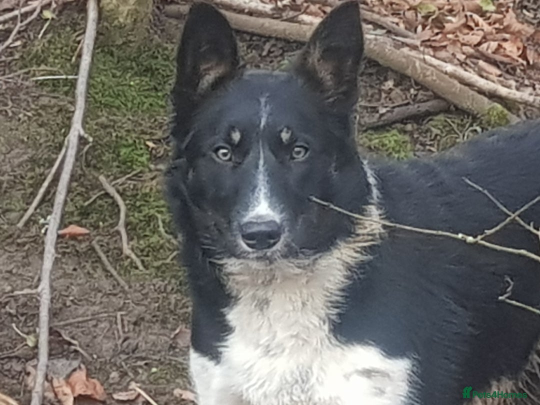 Border Collie dogs for sale: KC Registered Pups - Image 1