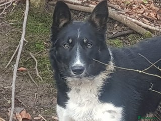Border Collie dogs - Advert 10
