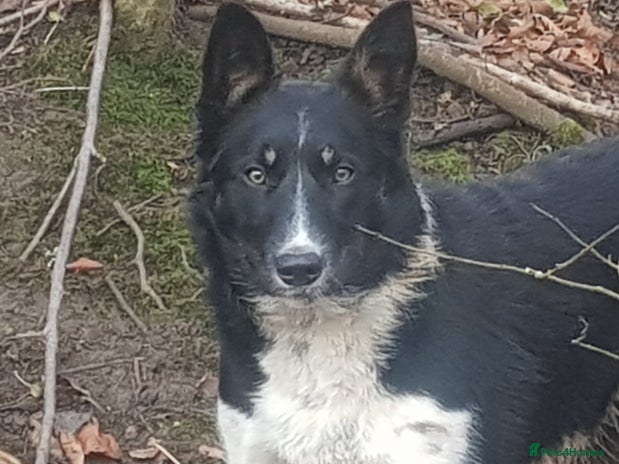 Border Collie dogs - Advert 7