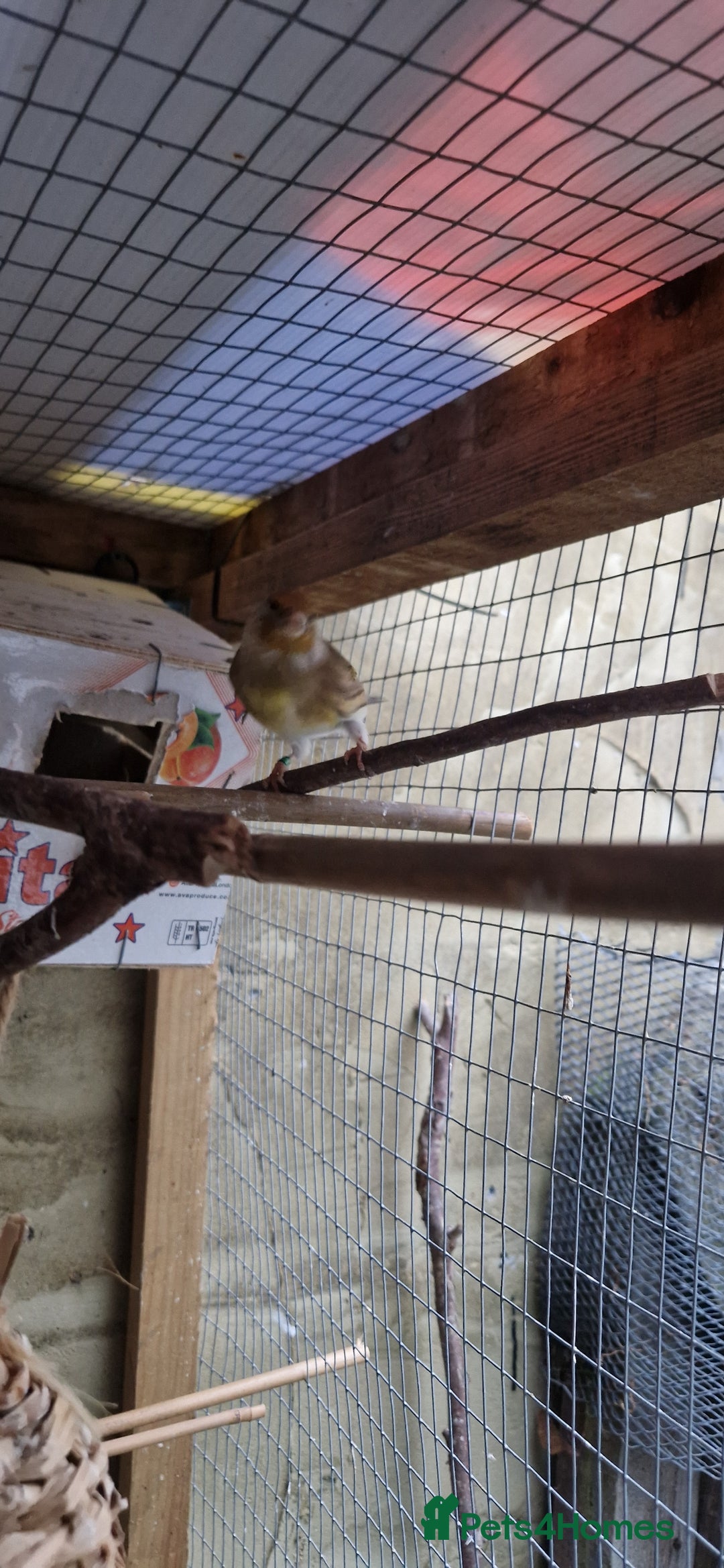 Finches birds for sale: Benghal and Helans finches for sale in E12 - Advert 10