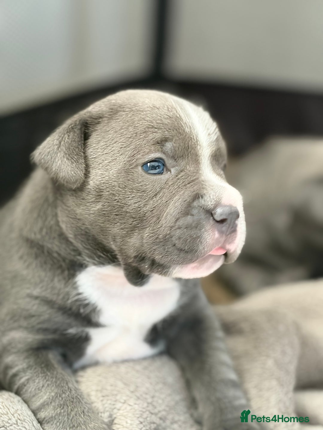 Staffordshire Bull Terrier dogs for sale: Blue Staffordshire bull terrier girl. - Advert 7