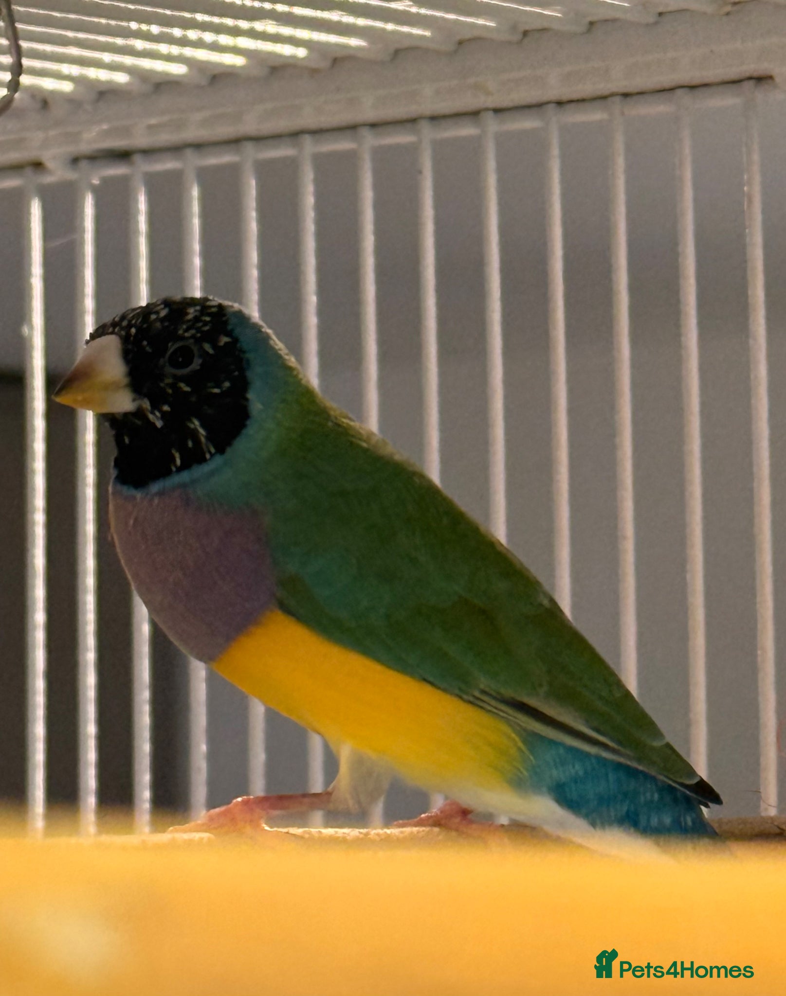 Finches birds for sale: 🐦 TOP QUALITY YOUNG MALE BLACKHEAD GOULDIANS — - Advert 9