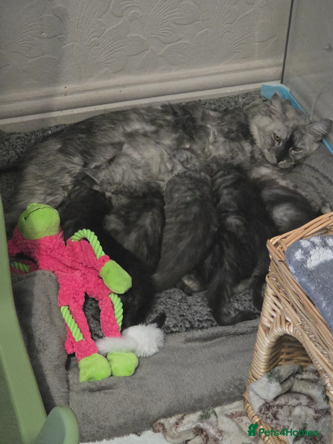 Maine Coon cats for sale: Mainecoons  - Advert 3