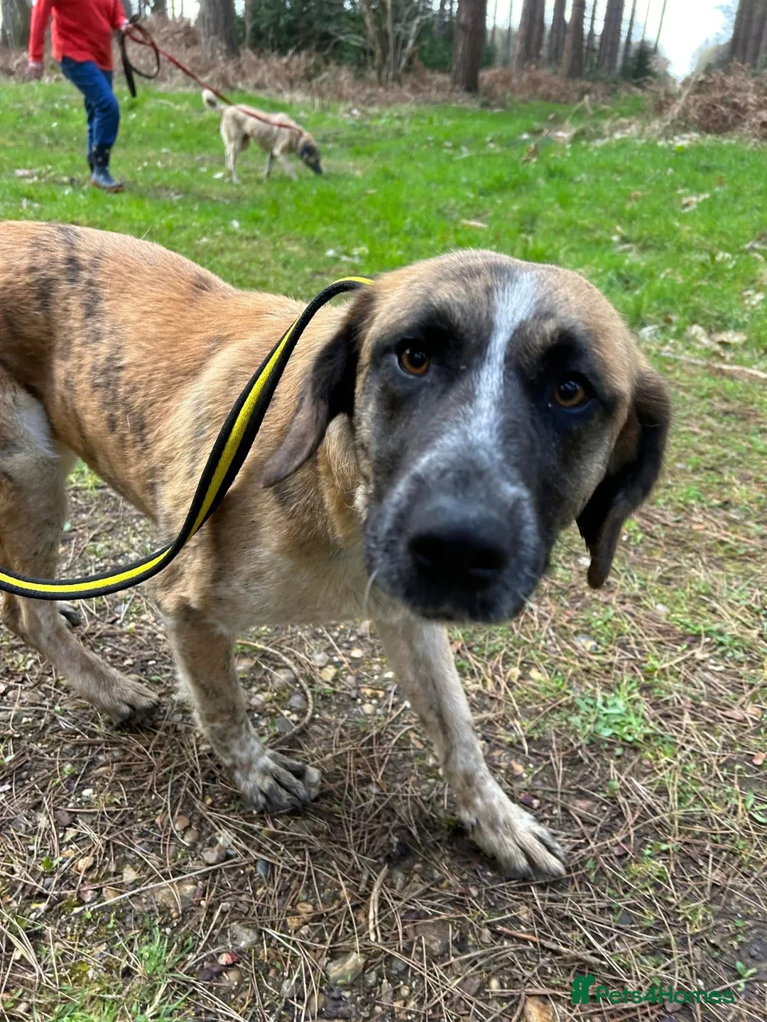 Mixed Breed dogs for adoption: Darcy - Norwich Norfolk  in Norwich - Advert 15