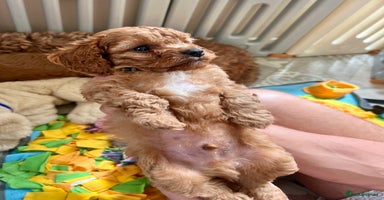 Cavapoo dogs in Brough - Advert 12