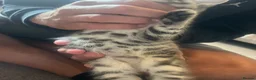Bengal cats for sale: Half Bengal kittens  in Sowerby Bridge - Advert 24