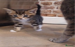 Mixed Breed cats for sale: Gorgeous Bengal x babies **READY NOW** - Image 8
