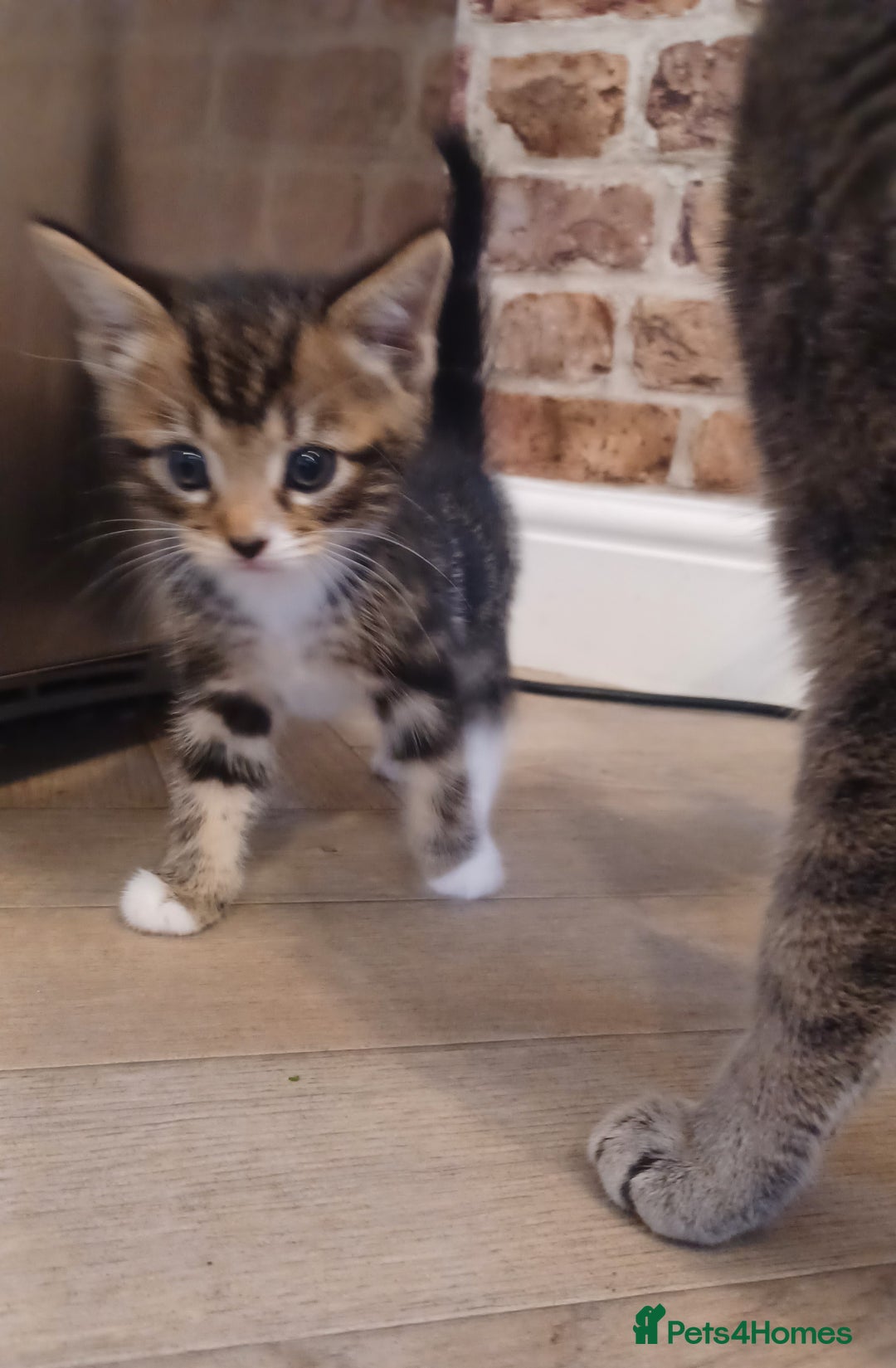 Mixed Breed cats for sale: Gorgeous Bengal x babies **READY NOW** - Image 8