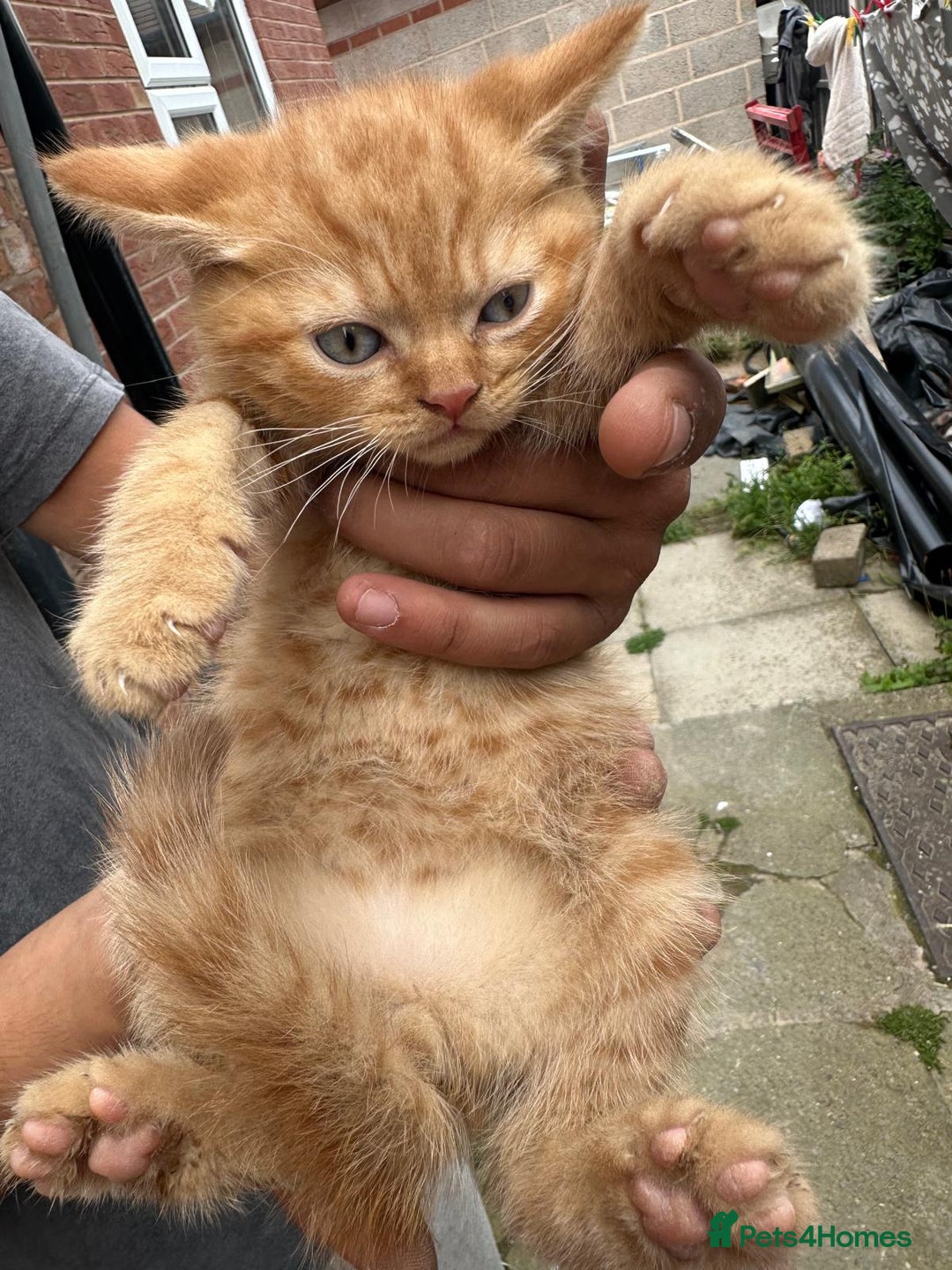 British Shorthair cats for sale: X BSH kittens - Image 25