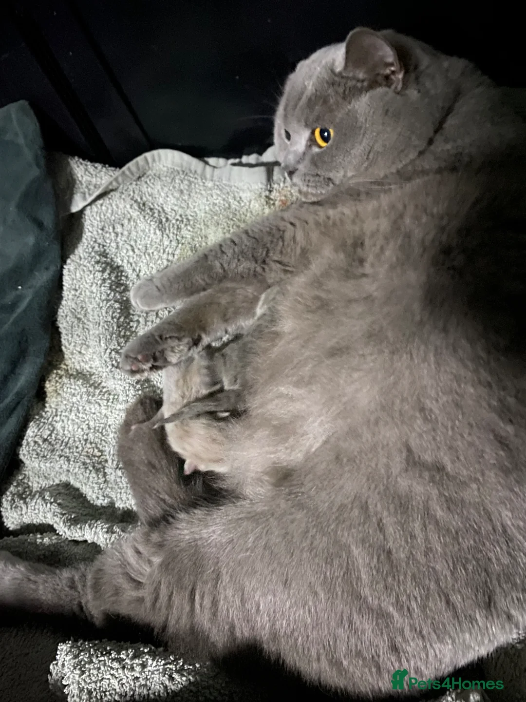 British Shorthair cats for sale: Pure British shorthair kittens Genetically tested - Advert 17