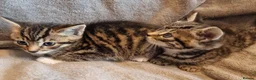 British Shorthair cats for sale: Beautiful Tabby and grey Tabby kittens  - Advert 14