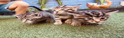 Mixed Breed cats for sale: Adorable kittens looking for their forever home  in Barnsley - Advert 4