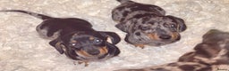 Miniature Dachshund dogs for sale: Absolutely stunning miniature KC reg Dachshund’s  - Advert 6