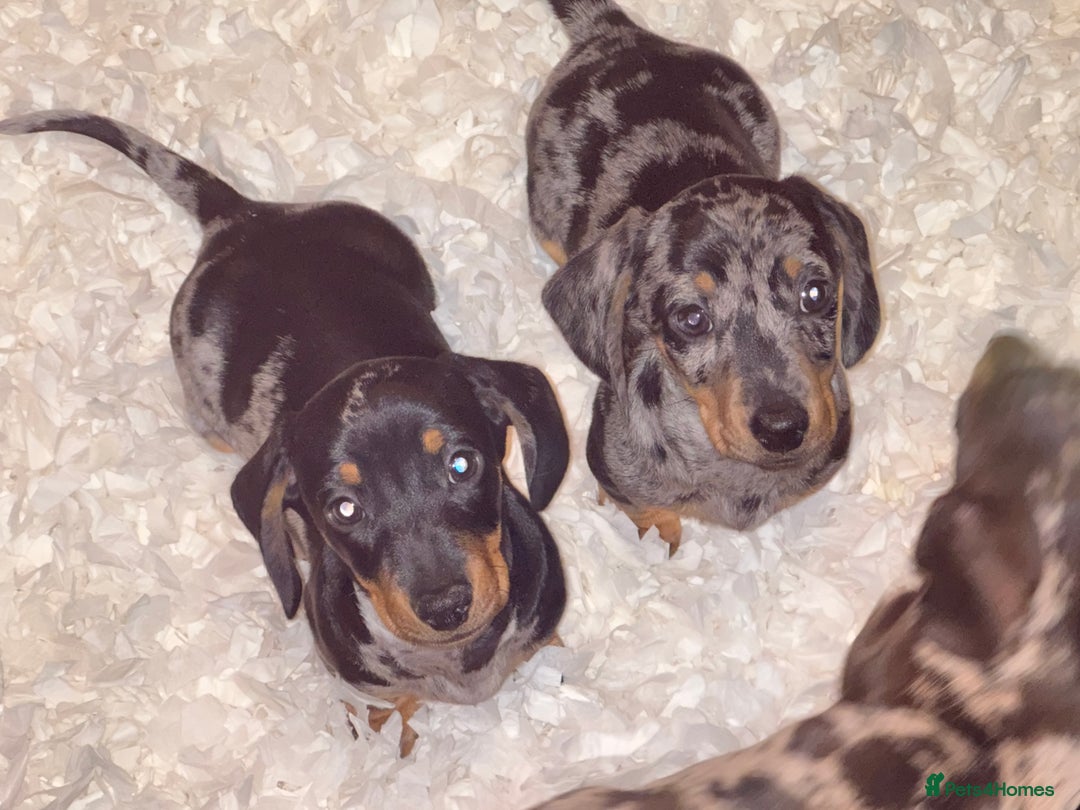 Miniature Dachshund dogs for sale: Absolutely stunning miniature KC reg Dachshund’s  - Advert 6