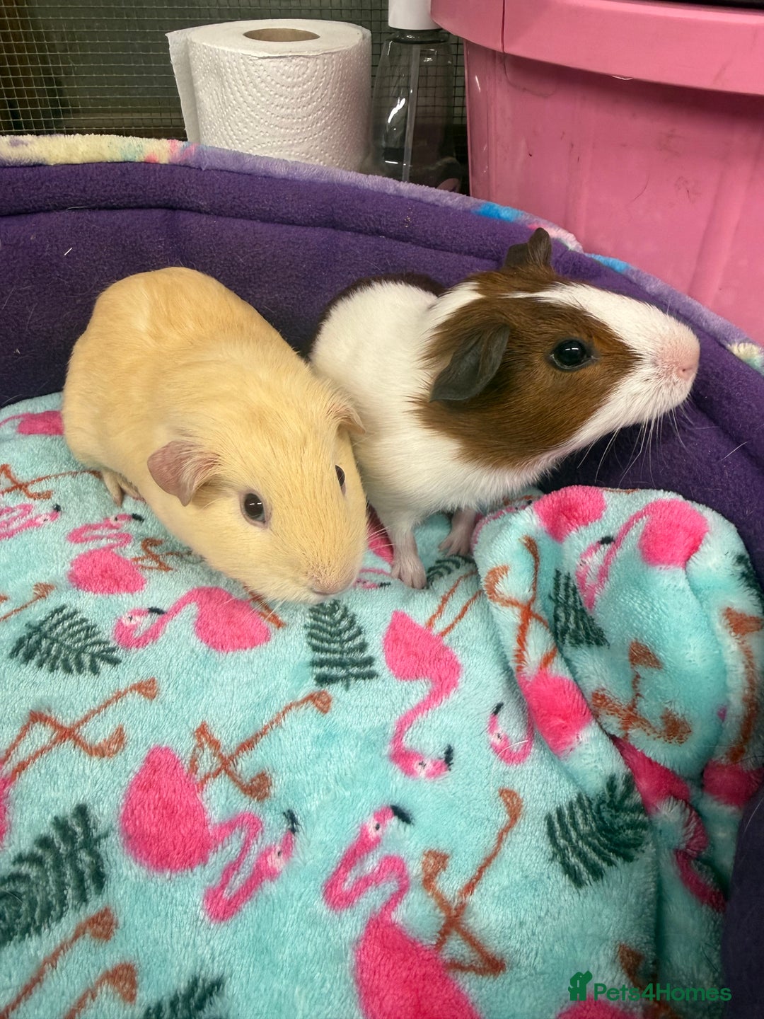 Guinea Pig rodents for sale: Super sweet purebred baby guinea pigs  - Advert 5